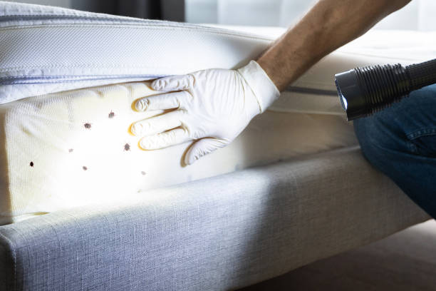 Best Residential Pest Control  in Fredonia, AZ
