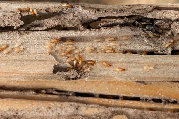 Best Termite Control Services  in Fredonia, AZ