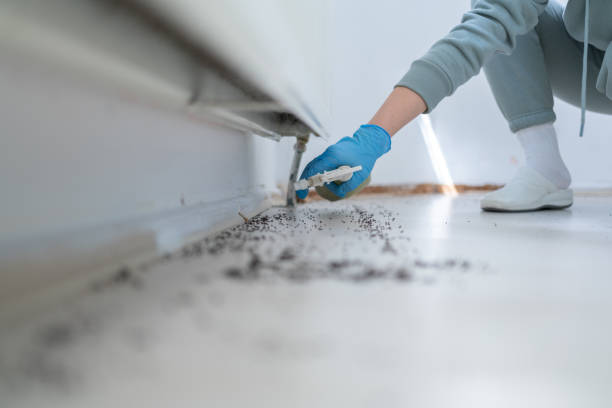 Best Ant Control Services  in Fredonia, AZ